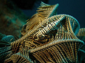   Crinoid Shrimp  